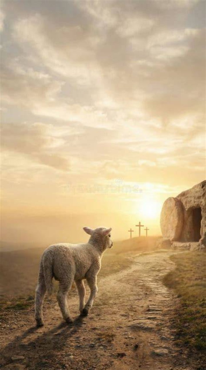 Lamb collapsed a short distance away and died on the scene after being shot by police